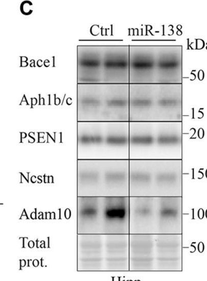 Fig.4.C showing Western Blotting in a Mus musculus (House mouse) sample from the publication: MicroRNA-138 Overexpression Alters Aβ42 Levels and Behavior in Wildtype Mice.
