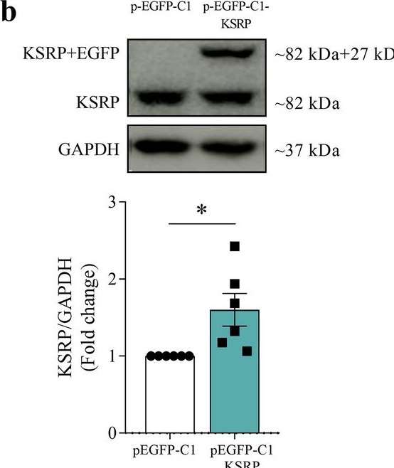 Fig.5.B showing Western Blotting from the publication: KSRP improves pancreatic beta cell function and survival.