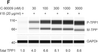 Fig.6.F showing Western Blotting in a Homo sapiens (Human) sample from the publication: Effect of small molecule eRF3 degraders on premature termination codon readthrough.