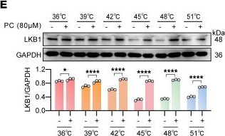 Fig.8.E showing Western Blotting from the publication: Proanthocyanidins enhance antitumor immunity by promoting ubiquitin-proteasomal PD-L1 degradation via stabilization of LKB1 and SYVN1.