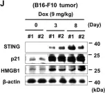 Fig.2.J showing Western Blotting from the publication: HMGB1 orchestrates STING-mediated senescence via TRIM30α modulation in cancer cells.