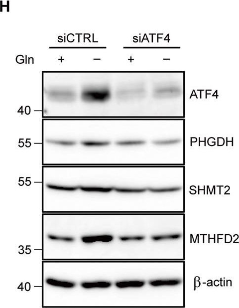 Fig.3.H showing Western Blotting in a Homo sapiens (Human) sample from the publication: Co-inhibition of glutaminolysis and one-carbon metabolism promotes ROS accumulation leading to enhancement of chemotherapeutic efficacy in anaplastic thyroid cancer.