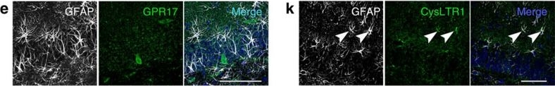 Structural and functional rejuvenation of the aged brain by an approved anti-asthmatic drug.
