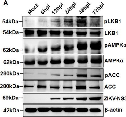 Fig.1.A showing Western Blotting from the publication: Zika Virus-Induced Metabolic Reprogramming Drives Lipid Droplet Biogenesis, Promoting Viral Replication and Ocular Pathogenesis.