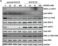 Fig.4.A showing Western Blotting in a Homo sapiens (Human) sample from the publication: Resistance to ROS1 inhibition mediated by EGFR pathway activation in non-small cell lung cancer.