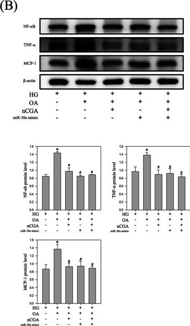 Fig.8.B showing Western Blotting from the publication: Protective Effect of Neochlorogenic Acid on Diabetic Nephropathy via Inflammation and Pyroptosis Suppression.