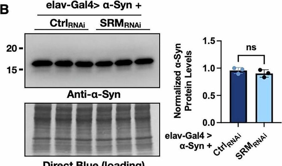 Fig.5.B showing Western Blotting from the publication: Regulation of polyamine interconversion enzymes affects α-Synuclein levels and toxicity in a Drosophila model of Parkinson's Disease.