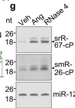 Fig.4.G showing Western Blotting from the publication: Discovery of the major 15-30 nt mammalian small RNAs, their biogenesis and function.