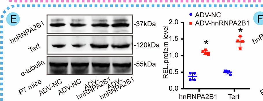 Fig.5.E showing Western Blotting from the publication: Tert promotes cardiac regenerative repair after MI through alleviating ROS-induced DNA damage response in cardiomyocyte.