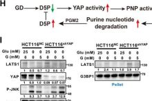 jnk 様 Phospho-SAPK/JNK (Thr183/Tyr185) (G9) Mouse Monoclonal Antibody