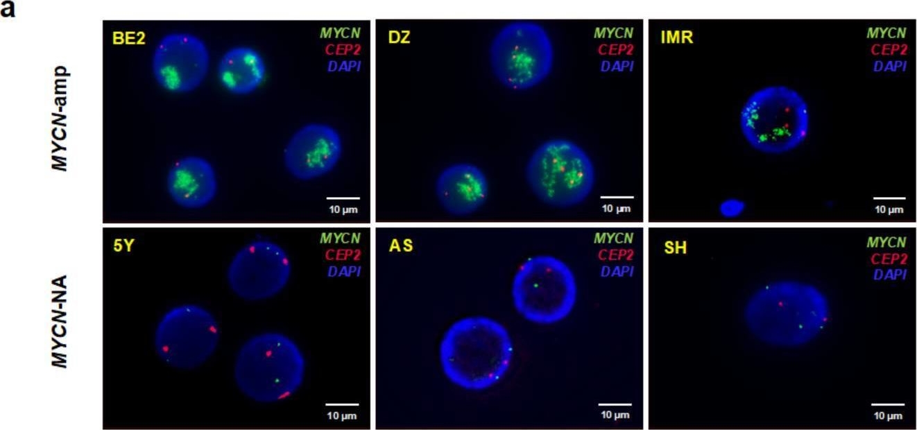 Fig.2.A showing Immunocytochemistry-immunofluorescence from the publication: Extracellular Vesicle-Based Method for Detecting MYCN Amplification Status of Pediatric Neuroblastoma.