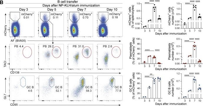 Fig.3.B showing Flow cytometry/Cell sorting in a Mus musculus (House mouse) sample from the publication: In vivo CRISPR/Cas9 screens identify new regulators of B cell activation and plasma cell differentiation.