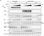 Fig.7.A showing Western Blotting in a Homo sapiens (Human) sample from the publication: Cytoprotective Role of Autophagy in CDIP1 Expression-Induced Apoptosis in MCF-7 Breast Cancer Cells.
