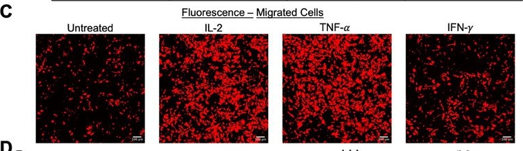 Fig.6.C showing Immunohistochemistry-immunofluorescence in a Homo sapiens (Human) sample from the publication: High-Content SRS Imaging Unveils Altered Cholesterol Metabolism in Ovarian Cancers Under CAR-T Treatment.