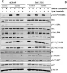 Fig.4.C showing Western Blotting in a Homo sapiens (Human) sample from the publication: Sustained activation of the AKT/mTOR and MAP kinase pathways mediate resistance to the Src inhibitor, dasatinib, in thyroid cancer.