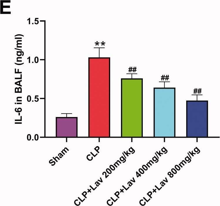 Fig.2.E showing Enzyme-linked immunosorbent assay from the publication: Protective effects of lavender oil on sepsis-induced acute lung injury via regulation of the NF-κB pathway.