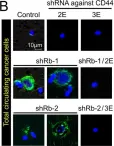 Fig.6.B showing Immunocytochemistry-immunofluorescence from the publication: Rb suppresses collective invasion, circulation and metastasis of breast cancer cells in CD44-dependent manner.