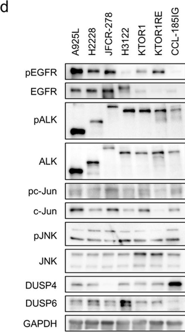 Fig.4.D showing Western Blotting from the publication: Adaptive resistance to lorlatinib via EGFR signaling in ALK-rearranged lung cancer.