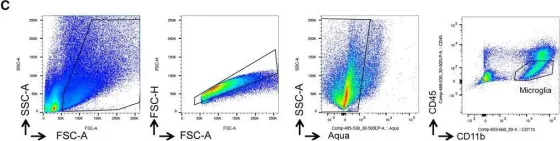 Fig.4.C showing Flow cytometry/Cell sorting in a Mus musculus (House mouse) sample from the publication: Aged lipid-laden microglia display impaired responses to stroke.