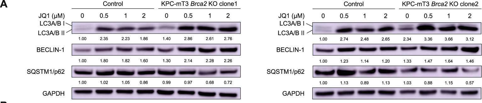 Fig.5.A showing Western Blotting in a Mus musculus (House mouse) sample from the publication: A new vulnerability to BET inhibition due to enhanced autophagy in BRCA2 deficient pancreatic cancer.