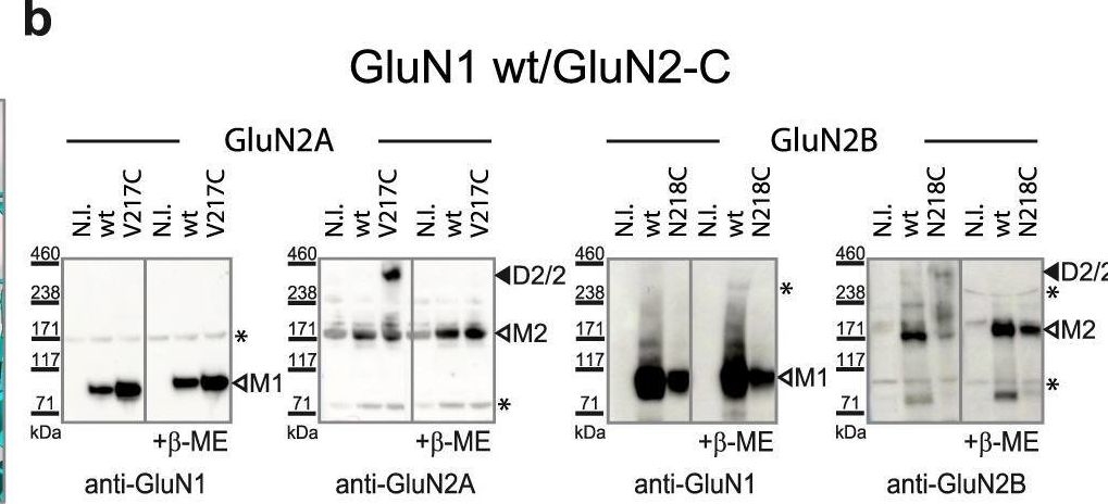 Fig.4.B showing Western Blotting in a Xenopus laevis (African clawed frog) sample from the publication: GluN2A and GluN2B NMDA receptors use distinct allosteric routes.