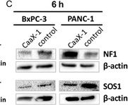 Fig.4.C showing Western Blotting from the publication: Impact of Mutational Status on Intracellular Effects of Cell-Permeable CaaX Peptides in Pancreatic Cancer Cells.