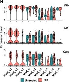 Fig.1.H in a Mus musculus (House mouse) sample from the publication: Oncostatin M-driven macrophage-fibroblast circuits as a drug target in autoimmune arthritis.