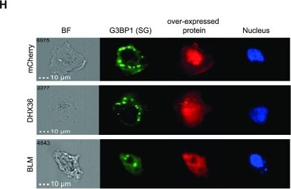 Fig.5.H showing Immunocytochemistry-immunofluorescence in a Homo sapiens (Human) sample from the publication: BLM helicase protein negatively regulates stress granule formation through unwinding RNA G-quadruplex structures.