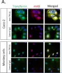 Fig.3.A showing Immuno-assay in a Homo sapiens (Human) sample from the publication: Application of In vitro transcytosis models to brain targeted biologics.