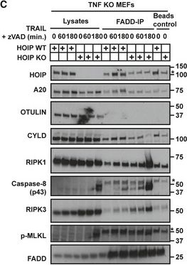 Fig.2.C showing Western Blotting in a Mus musculus (House mouse) sample from the publication: The linear ubiquitin chain assembly complex regulates TRAIL-induced gene activation and cell death.
