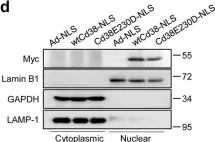 Fig.1.D showing Western Blotting in a Mus musculus (House mouse) sample from the publication: CD38/ADP-ribose/TRPM2-mediated nuclear Ca2+ signaling is essential for hepatic gluconeogenesis in fasting and diabetes.