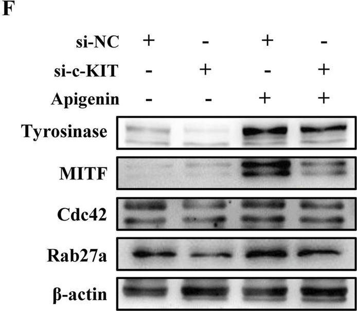 Fig.6.F showing Western Blotting from the publication: Apigenin promotes melanogenesis and melanosome transport through the c-KIT/Raf-1/MAPK/CREB pathway in HEMCs.