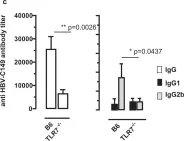 Fig.7.C showing Enzyme-linked immunosorbent assay in a Mus musculus (House mouse) sample from the publication: Cationic domains in particle-forming and assembly-deficient HBV core antigens capture mammalian RNA that stimulates Th1-biased antibody responses by DNA vaccination.