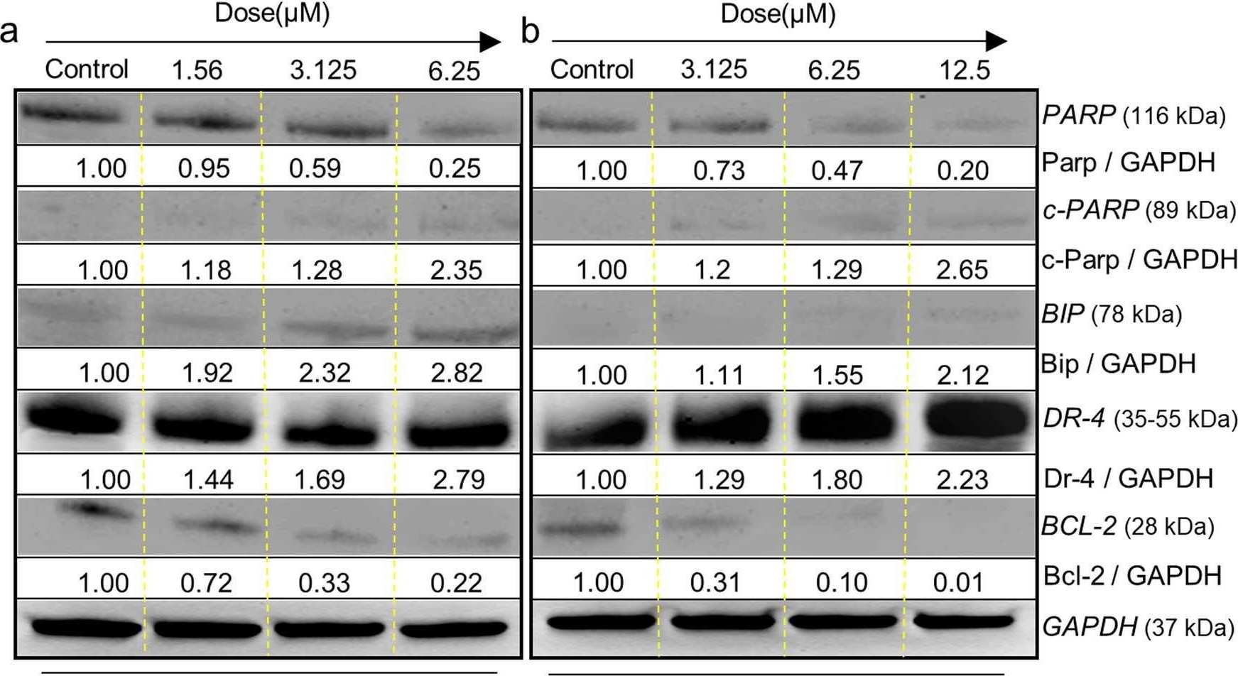 Fig.6.A showing Western Blotting from the publication: Anticancer activity mechanism of novelly synthesized and characterized benzofuran ring-linked 3-nitrophenyl chalcone derivative on colon cancer cells.