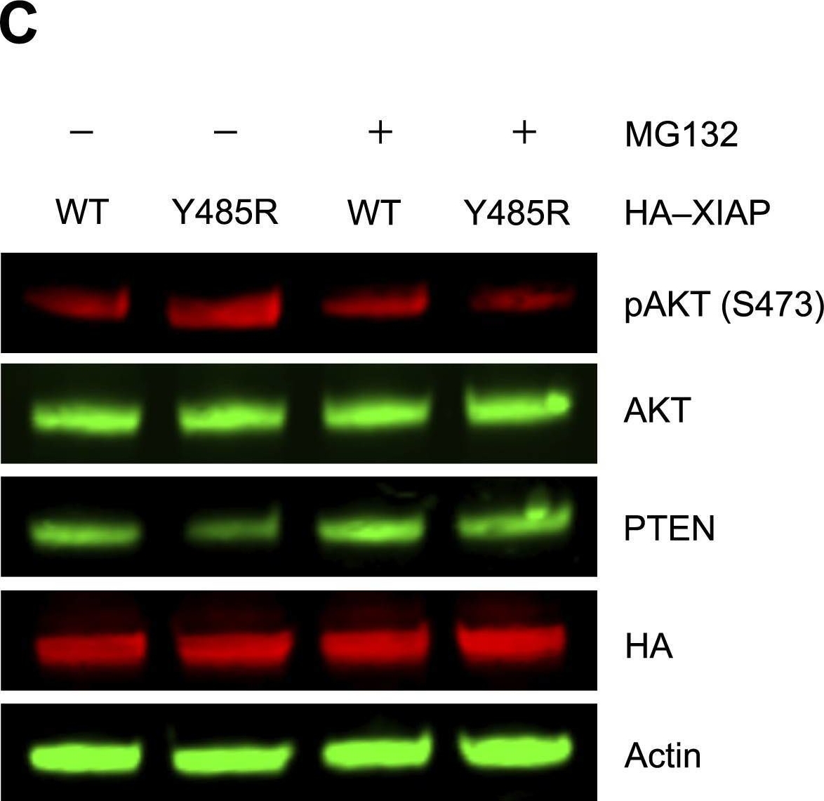 Fig.5.C showing Western Blotting from the publication: Tuning ubiquitin transfer by RING E3 ubiquitin ligases through the linchpin residue.