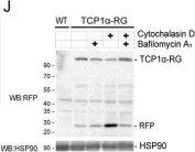 Fig.2.J showing Western Blotting from the publication: Disruption of actin dynamics induces autophagy of the eukaryotic chaperonin TRiC/CCT.