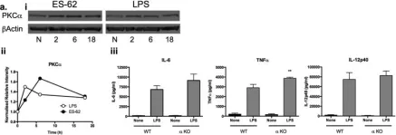 Fig.3.A showing Western Blotting in a Mus musculus (House mouse) sample from the publication: The helminth product, ES-62 modulates dendritic cell responses by inducing the selective autophagolysosomal degradation of TLR-transducers, as exemplified by PKCδ.