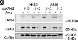 Fig.2.G showing Western Blotting in a Homo sapiens (Human) sample from the publication: Targeting de novo lipogenesis and the Lands cycle induces ferroptosis in KRAS-mutant lung cancer.