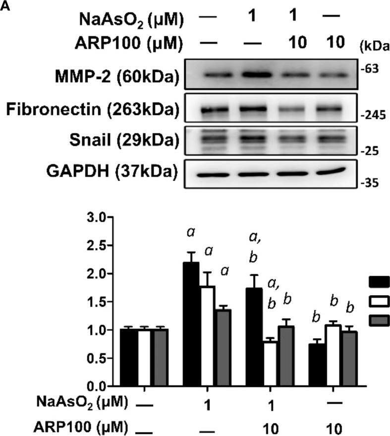 Fig.6.A showing Western Blotting from the publication: Arsenic exposure and lung fibrotic changes-evidence from a longitudinal cohort study and experimental models.