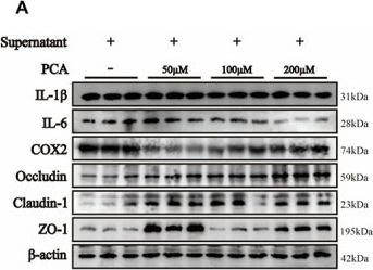 Fig.5.A showing Western Blotting in a Mus musculus (House mouse) sample from the publication: Protocatechuic acid attenuated inflammation caused by Prevotella copri and its metabolites.