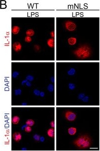 Fig.4.B showing Immunocytochemistry-immunofluorescence in a Mus musculus (House mouse) sample from the publication: Inflammatory responses following CRISPR modification of the nuclear localisation sequence in endogenous interleukin-1 alpha.
