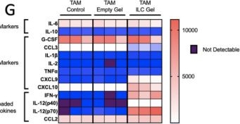 Fig.2.G from the publication: Locally Reprogramming Tumor-Associated Macrophages with Cytokine-Loaded Injectable Cryogels for Breast Cancer.