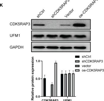 Fig.2.K showing Western Blotting from the publication: Down-regulated expression of CDK5RAP3 and UFM1 suggests a poor prognosis in gastric cancer patients.