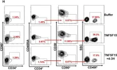 Fig.1.H showing Flow cytometry/Cell sorting in a Homo sapiens (Human) sample from the publication: TNFSF15 facilitates human umbilical cord blood haematopoietic stem cell expansion by activating Notch signal pathway.