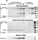 Fig.5.C showing Western Blotting in a Homo sapiens (Human) sample from the publication: Tripartite interactions of PKA catalytic subunit and C-terminal domains of cardiac Ca2+ channel may modulate its β-adrenergic regulation.