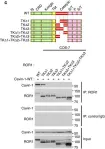 Fig.5.C showing Western Blotting in a Homo sapiens (Human) sample from the publication: ROR1 sustains caveolae and survival signalling as a scaffold of cavin-1 and caveolin-1.