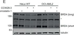 Fig.11.E showing Western Blotting from the publication: Cysteine-reactive covalent chloro-N-acetamide ligands induce ferroptosis mediated cell death.