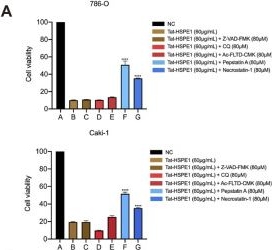 Fig.3.A from the publication: Tat-HSPE1 suppresses clear cell renal cell carcinoma growth through lysosome-dependent cell death.