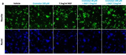 Fig.4.A from the publication: Cromolyn platform suppresses fibrosis and inflammation, promotes microglial phagocytosis and neurite outgrowth.