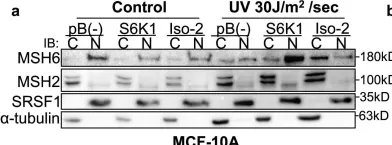 Fig.4.A showing Western Blotting from the publication: S6K1 phosphorylates Cdk1 and MSH6 to regulate DNA repair.